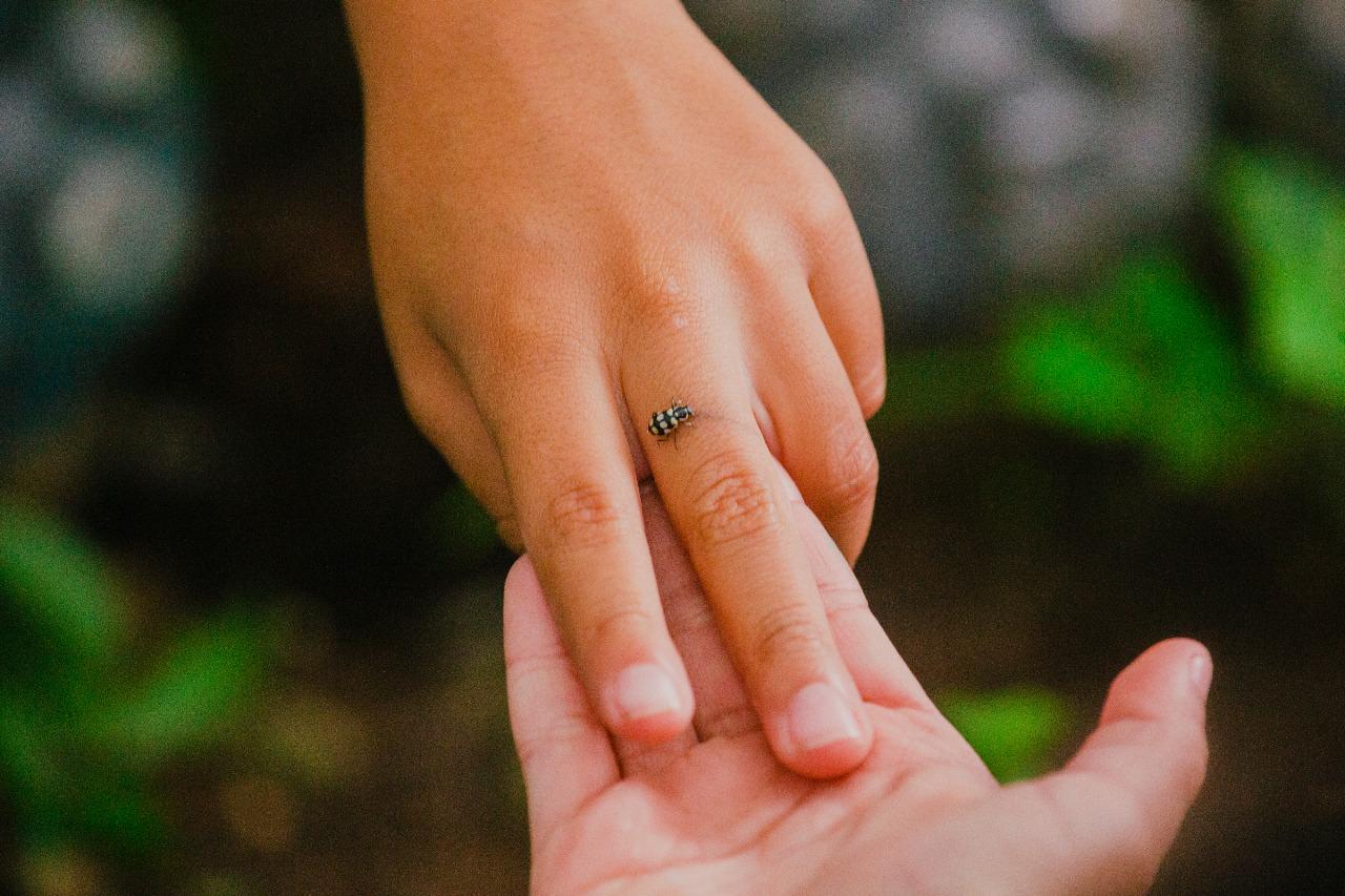 ALUNOS DE COTIA PARTICIPAM DE PROJETO AMBIENTAL COM A PRESERVAÇÃO DE JOANINHAS