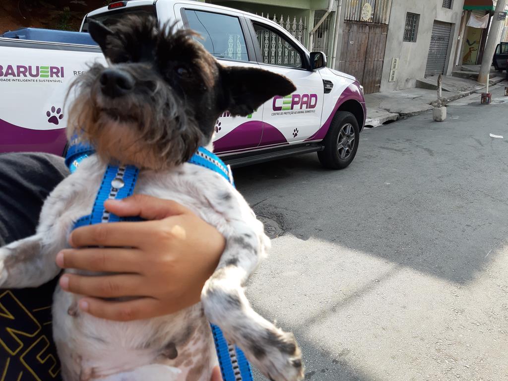 Cepad realiza mutirão de castração especial para prevenir a proliferação