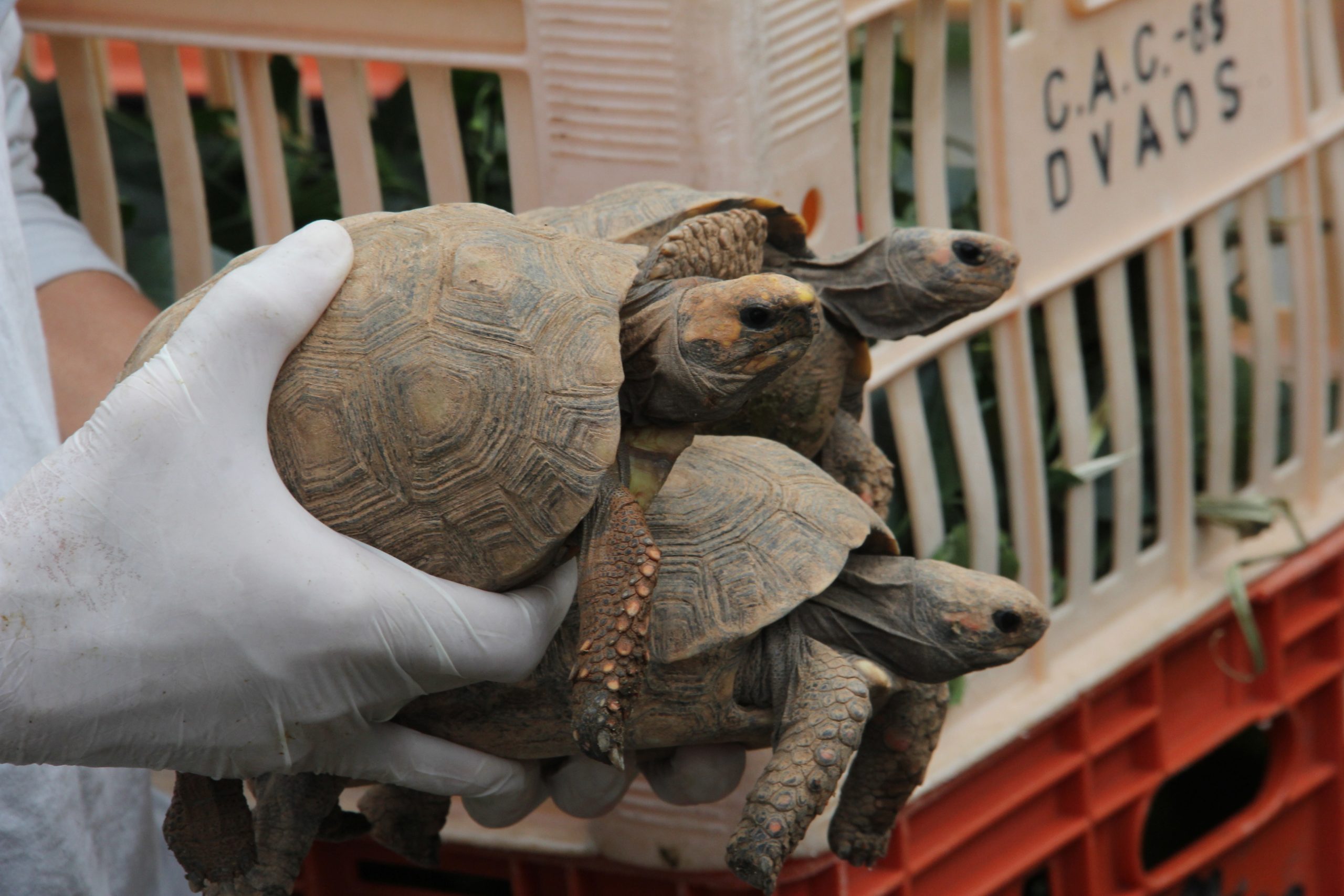 <strong>De volta pra casa: Cetas devolve 350 animais silvestres à natureza</strong>