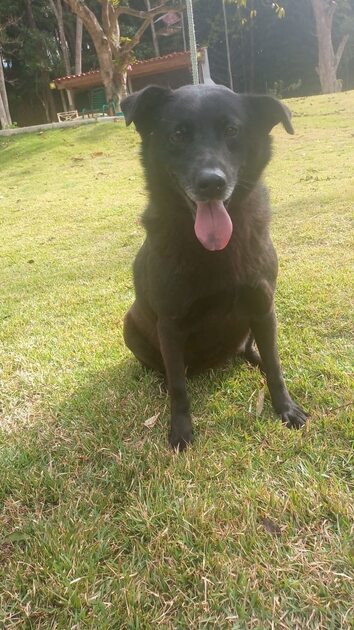 Sábado (25) tem Evento de Adoção de Animais em Caucaia