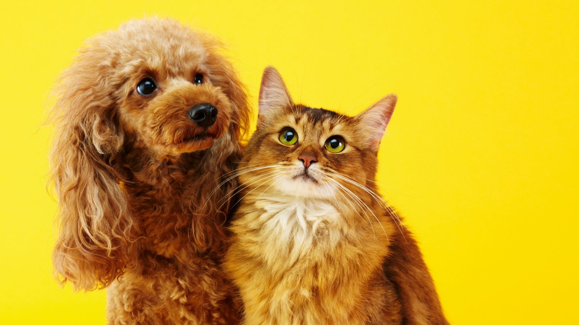 <strong>Feira de Adoção 2022 de Jandira acontece neste sábado (9)</strong>