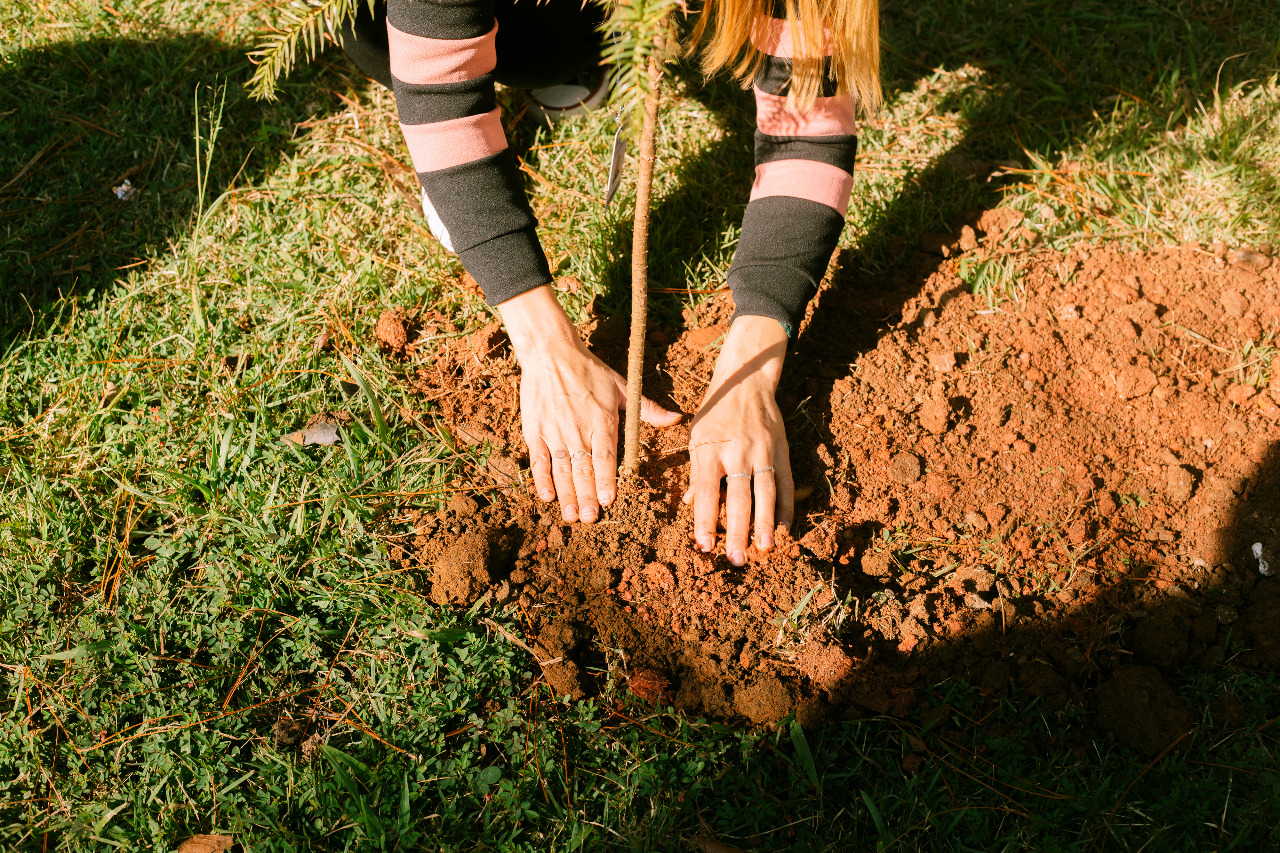 <strong>Secretaria do Verde e do Meio Ambiente realizará ações de distribuição de mudas e de plantio</strong>