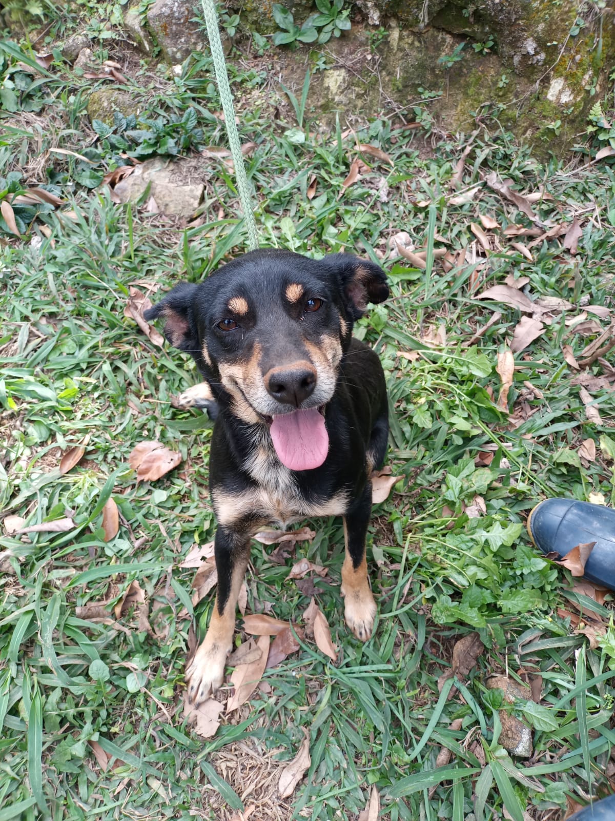<strong>Sábado (23) é dia de evento de Adoção de Animais na Praça dos Romeiros</strong>