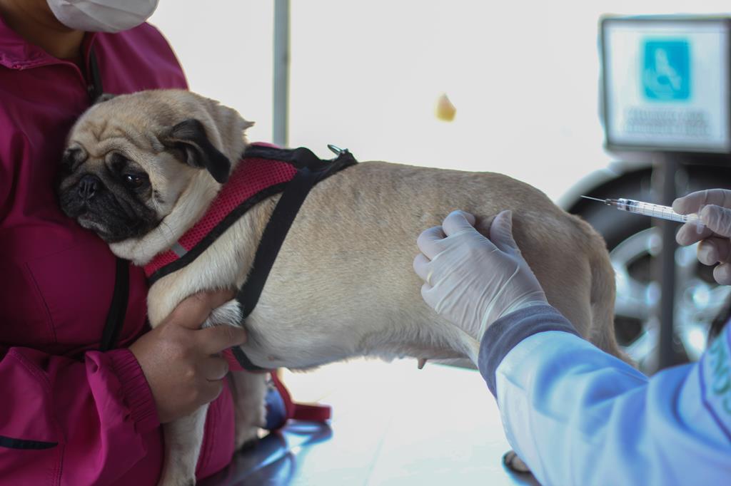 Ainda há vagas para vacina antirrábica na agenda de agosto