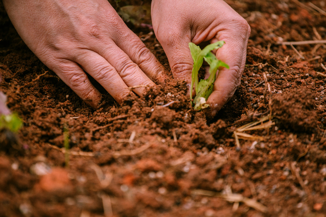 <strong>Secretaria do Verde e do Meio Ambiente divulga programação do mês de agosto</strong>