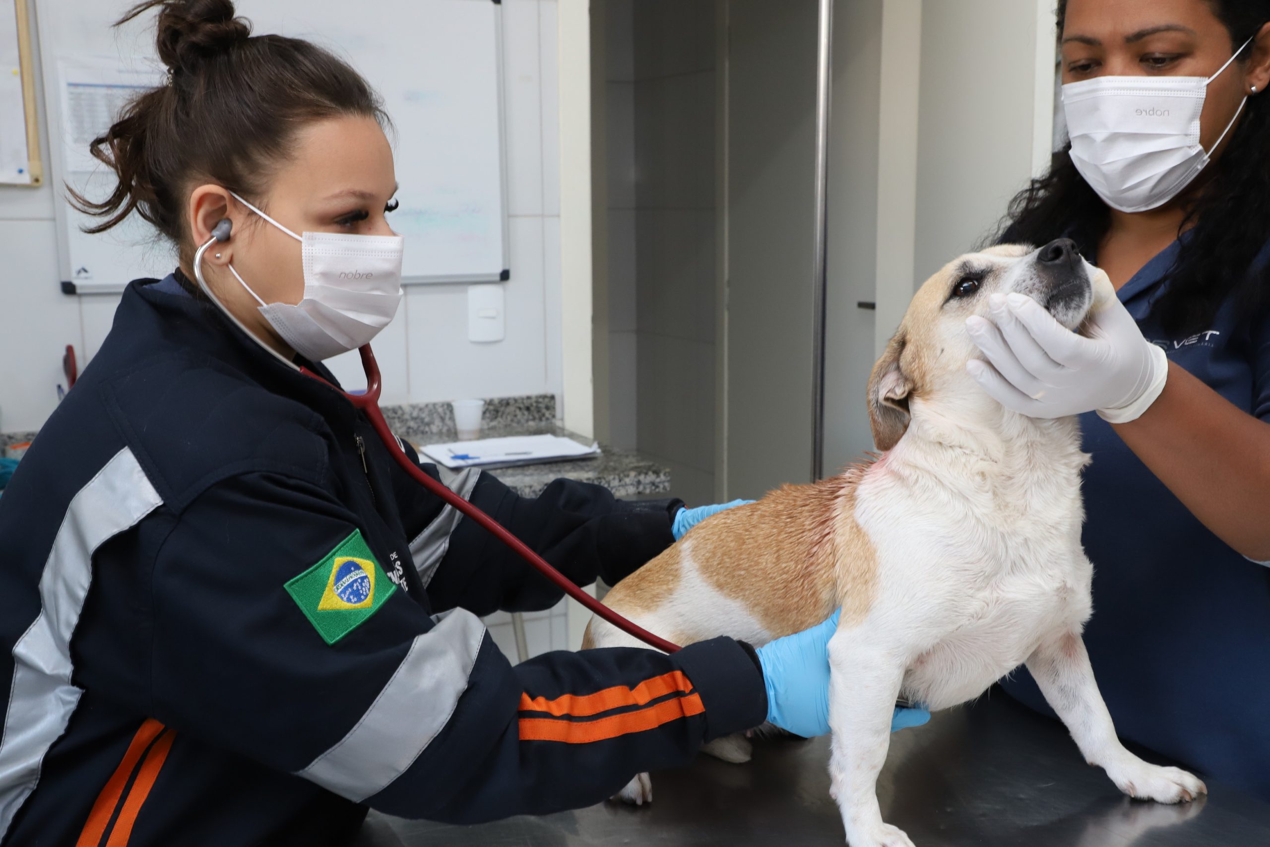 <strong>Resgate Animal dá nova chance a pets abandonados</strong>