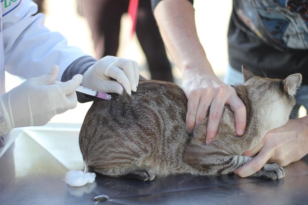 Barueri comemora Dia Mundial contra a Raiva sem mortes de animais e humanos