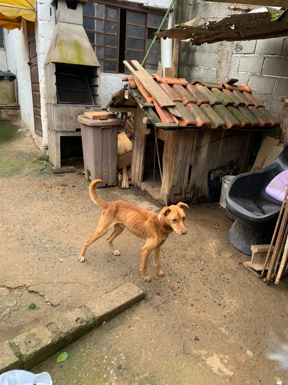 GUARDA DE COTIA RESGATA SETE CÃES VÍTIMAS DE MAUS-TRATOS
