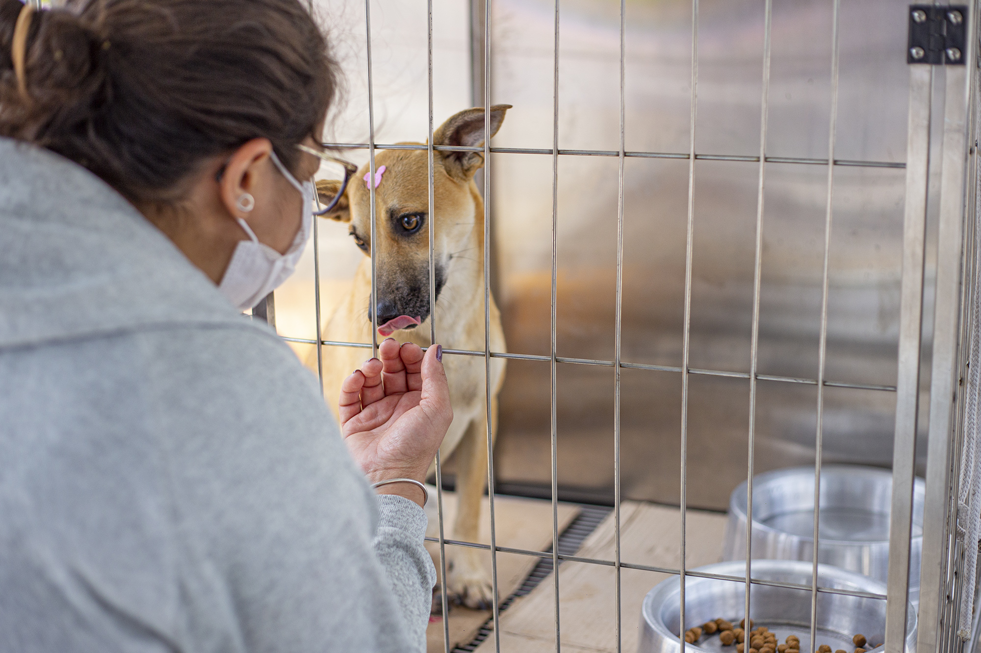 <strong>Sábado (17) tem Evento de Adoção de Animais em Caucaia do Alto</strong>