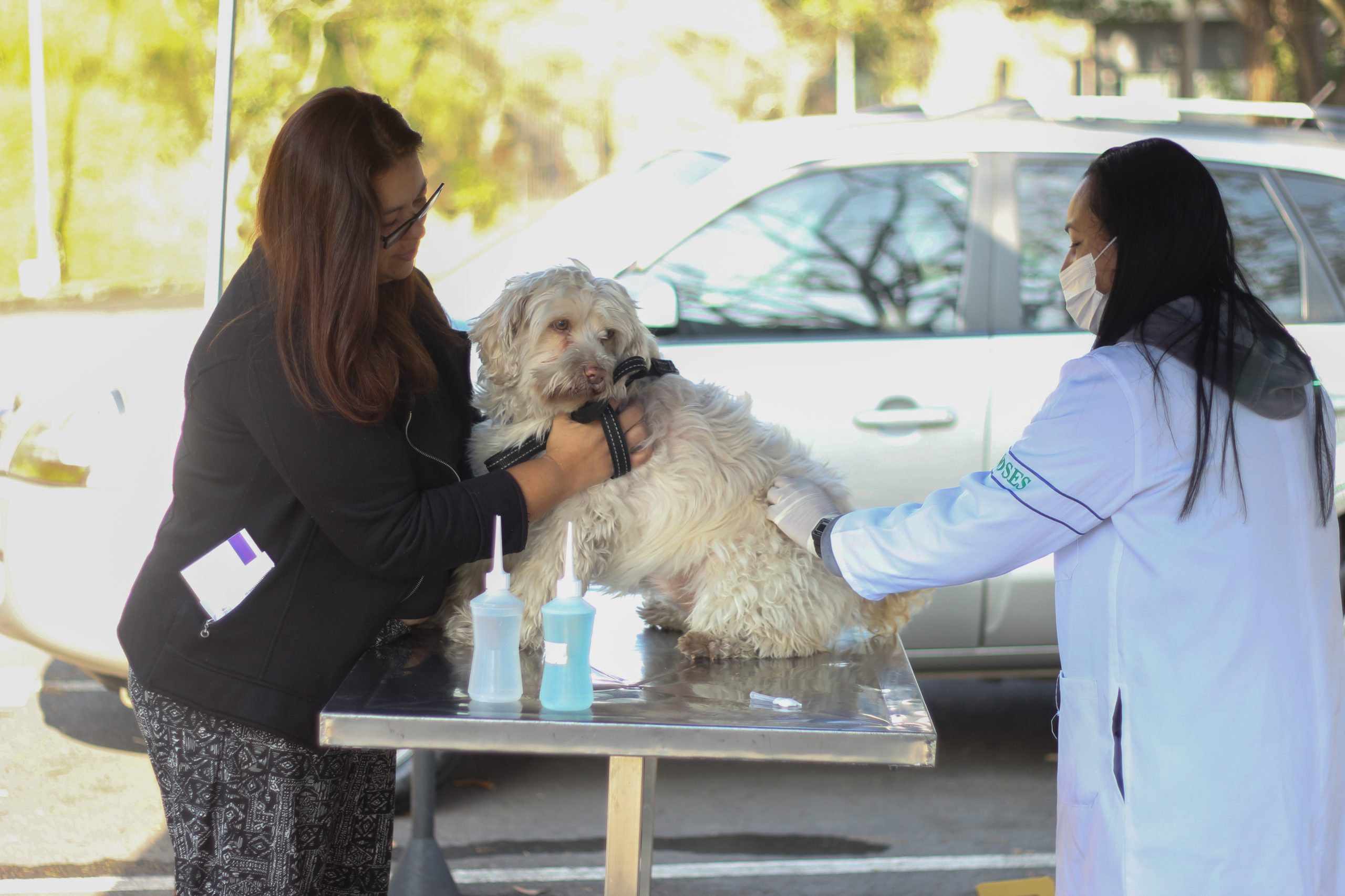 <strong>Combate à raiva terá vacinação extra&nbsp;</strong><strong>nos dois próximos sábados</strong>