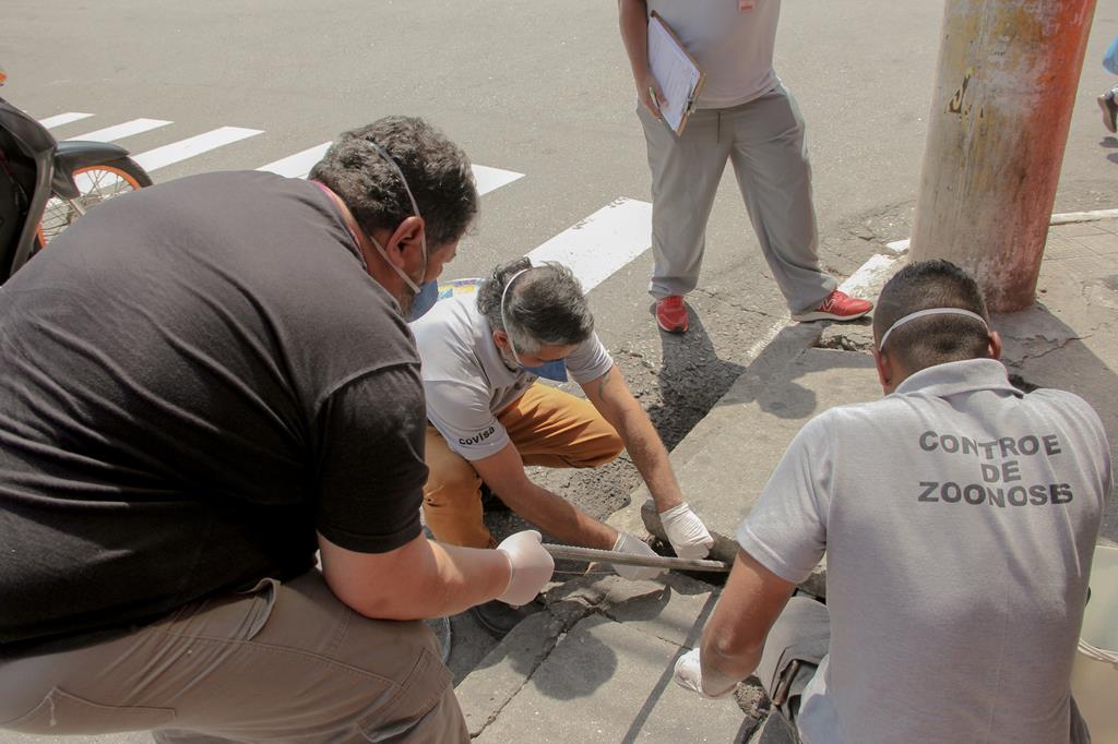 Leptospirose: previna-se dessa doença