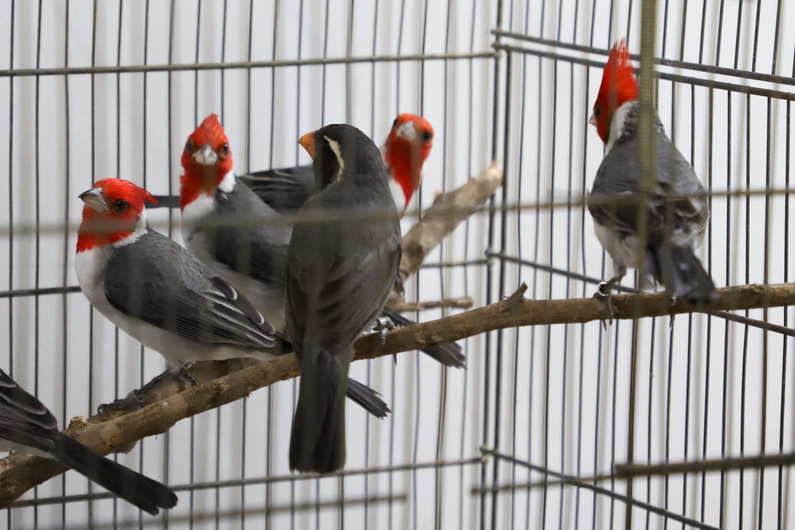 <strong>Cetas repatria 20 animais para Porto Alegre</strong>&nbsp;