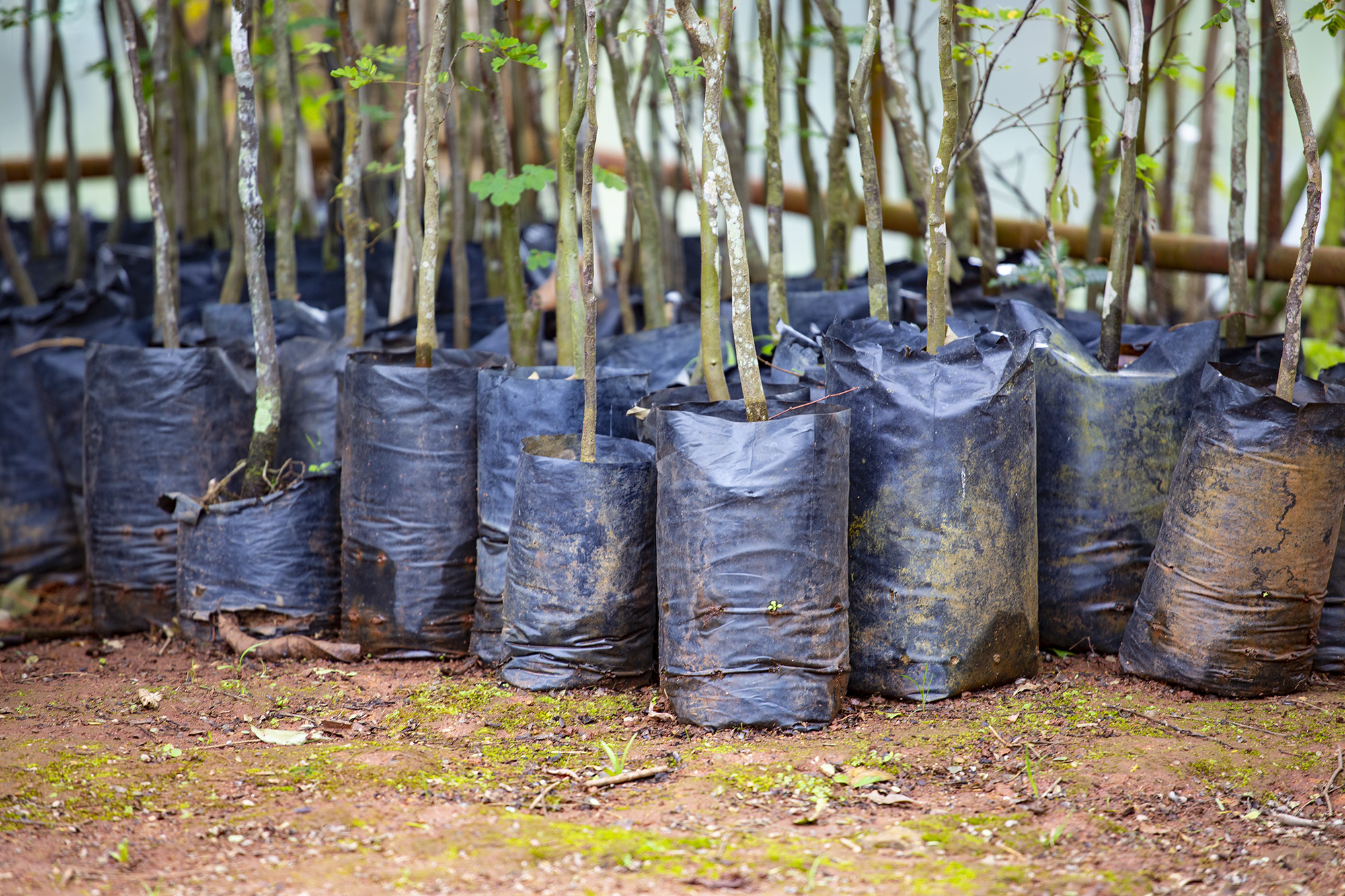 <strong>Programas “ÁrvoreSer” e “Pedágio Ambiental” terão programação em novembro</strong>
