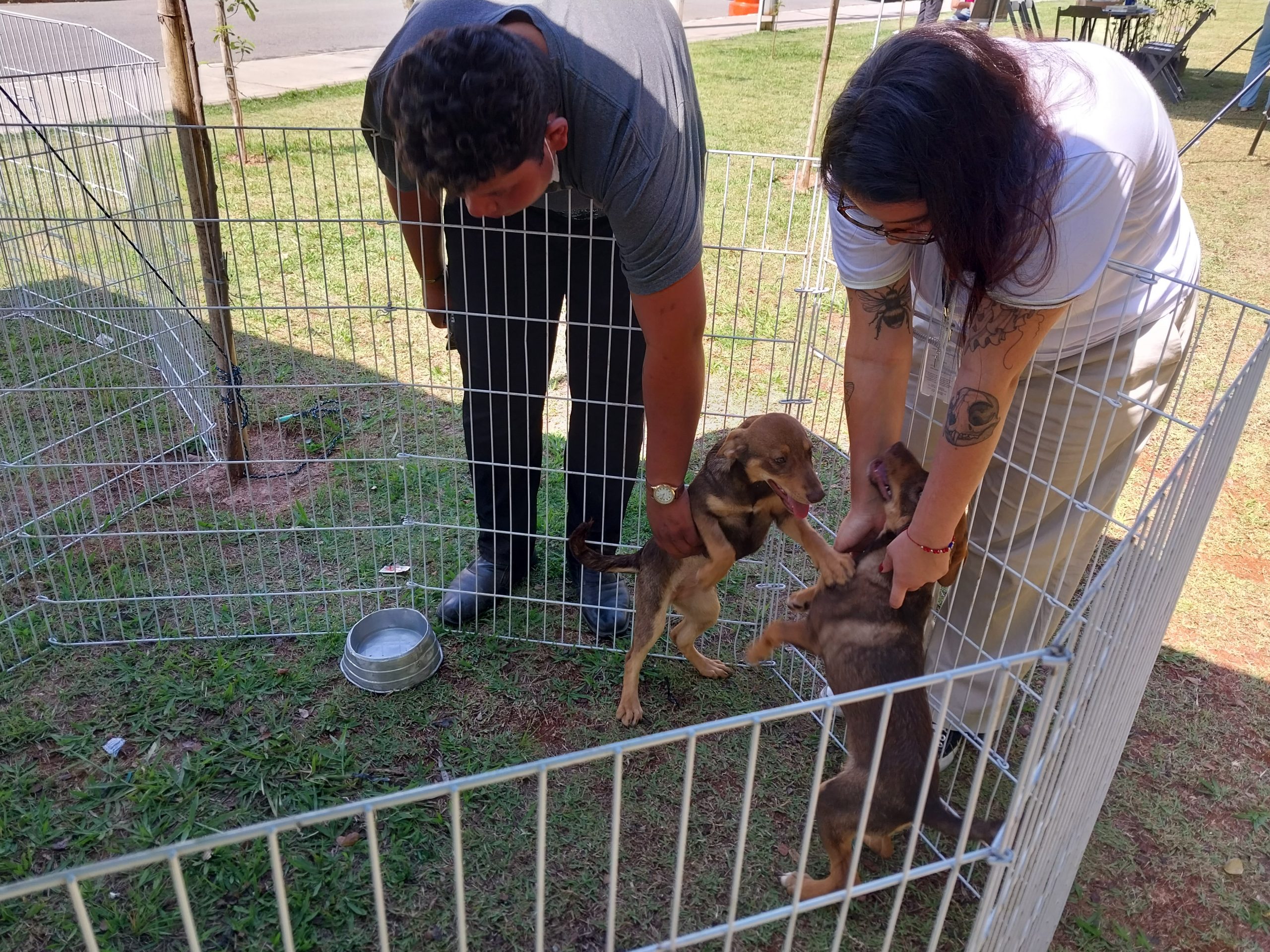 <strong>Sema e OAB Barueri promovem Tarde Animal</strong>