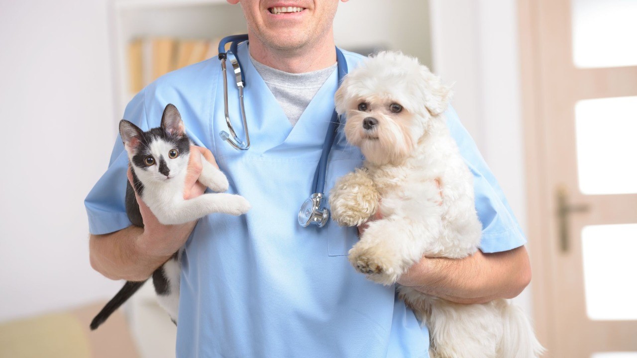 Última campanha de castração do ano de Jandira: inscrições acontecem nesta sexta-feira (18)