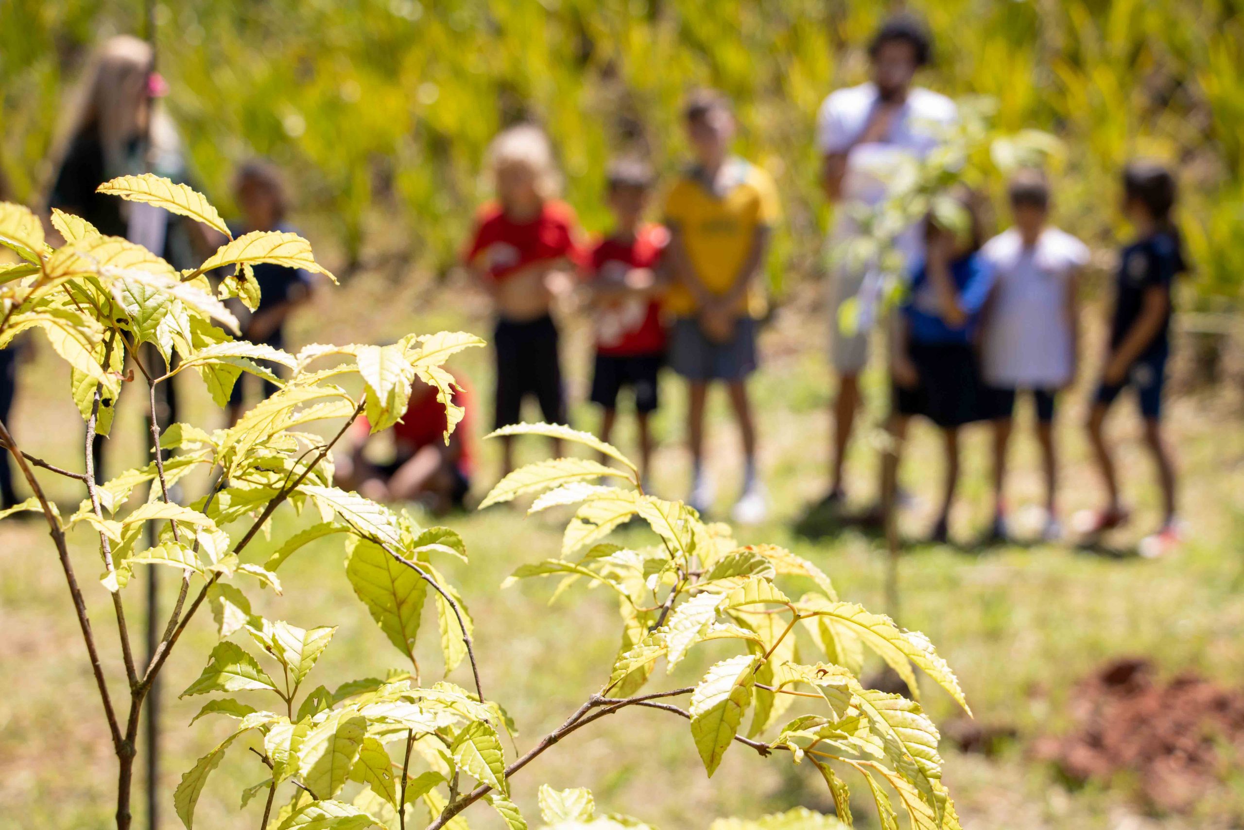 <strong>‘Cotia +Verde’: cerca de 60 árvores são plantadas em colégio da Granja Viana</strong>