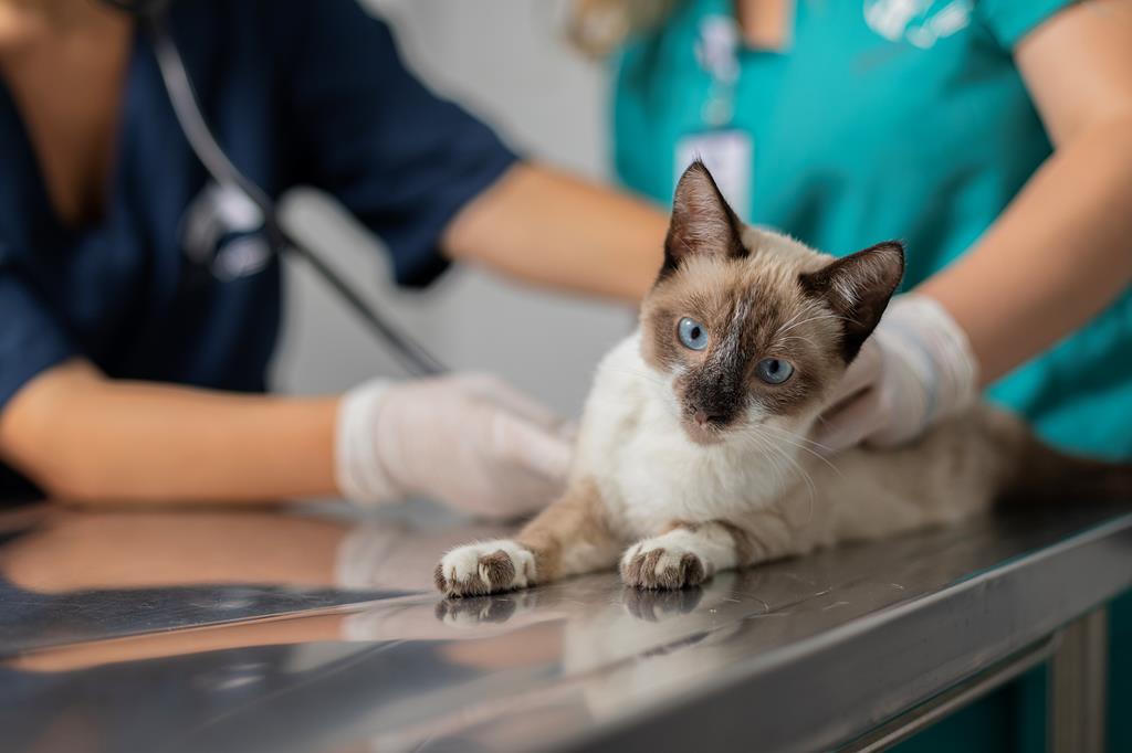 Dia Animal acontece no primeiro final de semana de junho