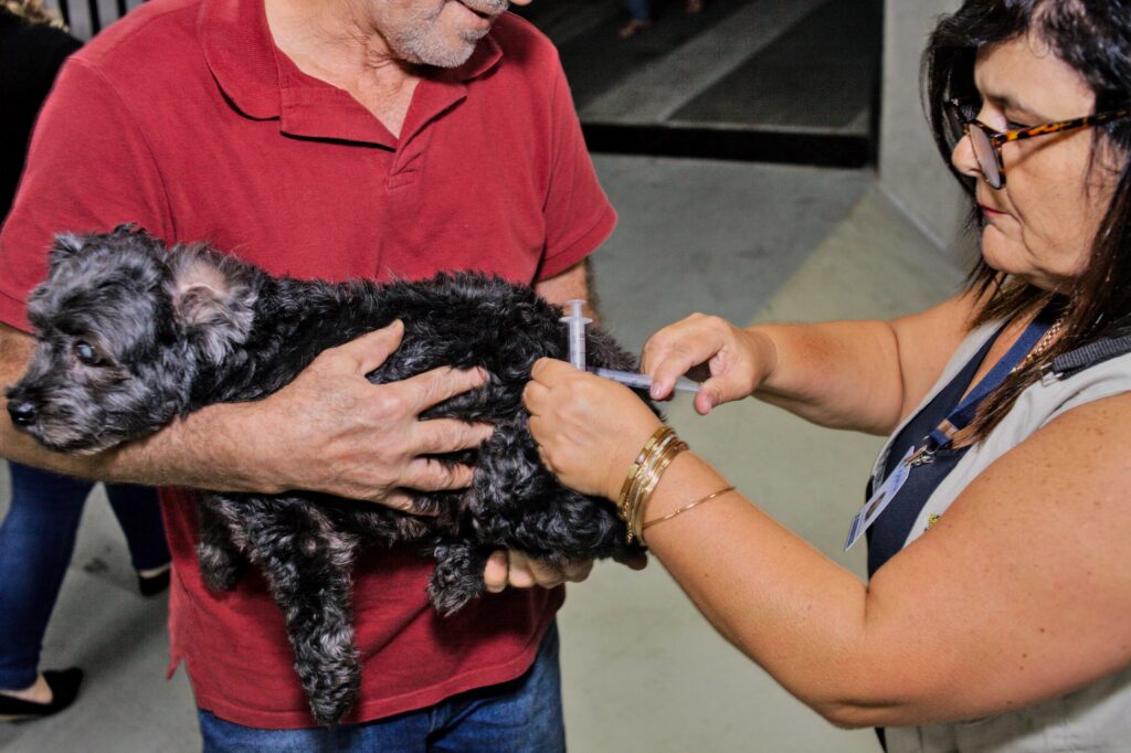Domingo, 25/06, é dia de vacinação antirrábica para cães e gatos