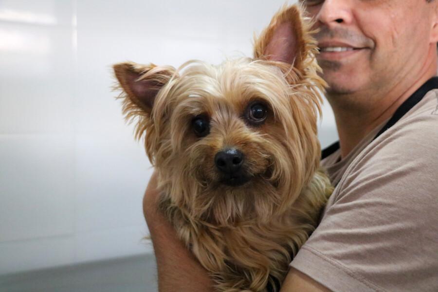 Proteja o seu pet: Vacinação antirrábica gratuita é oferecida todas as quintas-feiras